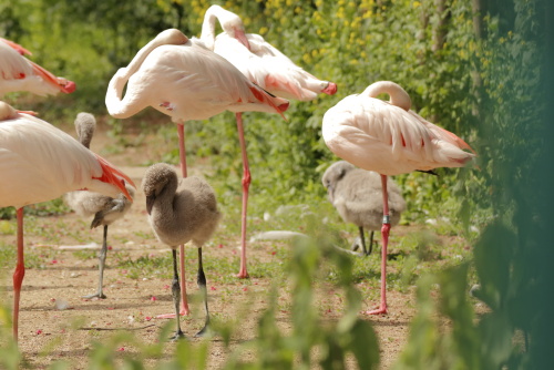 Flamingos