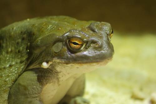 Frogs