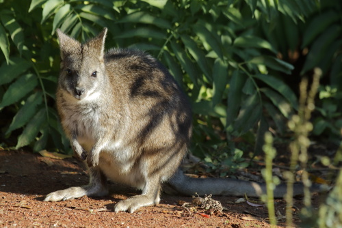 Kangoroos