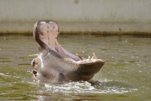 Hippos
