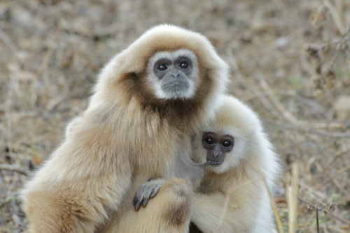 Gibbons