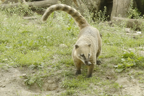 Coatis