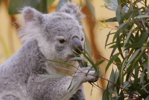 Koalas