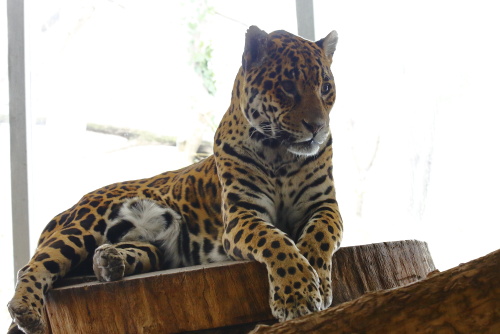 Leopards