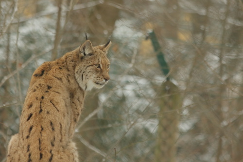 Lynxes