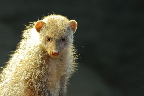 Mongooses
