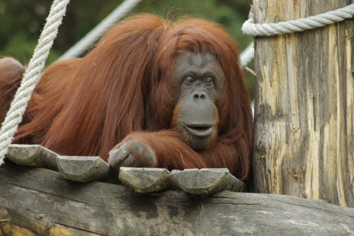 Orang-Utans
