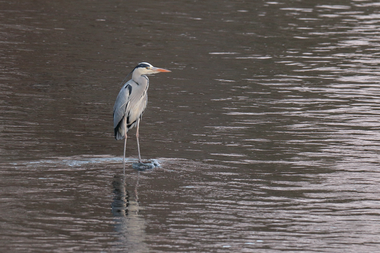 Winter (Hardegg, 2026)