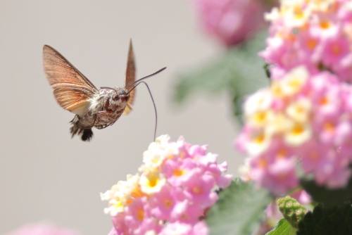 Hummingbird hawk-moth